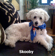 Skooby